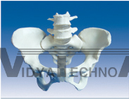 The model of female pelvis attach with the 3th, 4th lumbar vertebrae